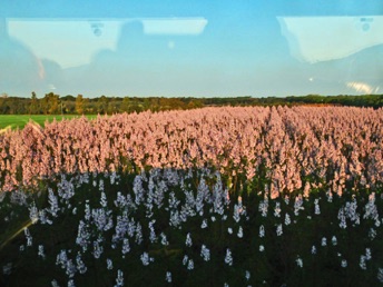22.Mandelblüte 22.Mandelblüte